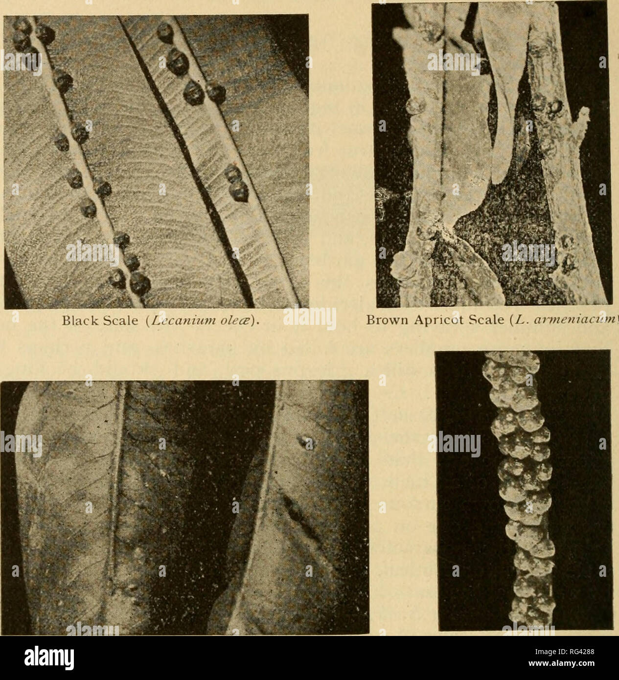 Las Frutas De California Y Cómo Hacerlos Crecer Un Manual