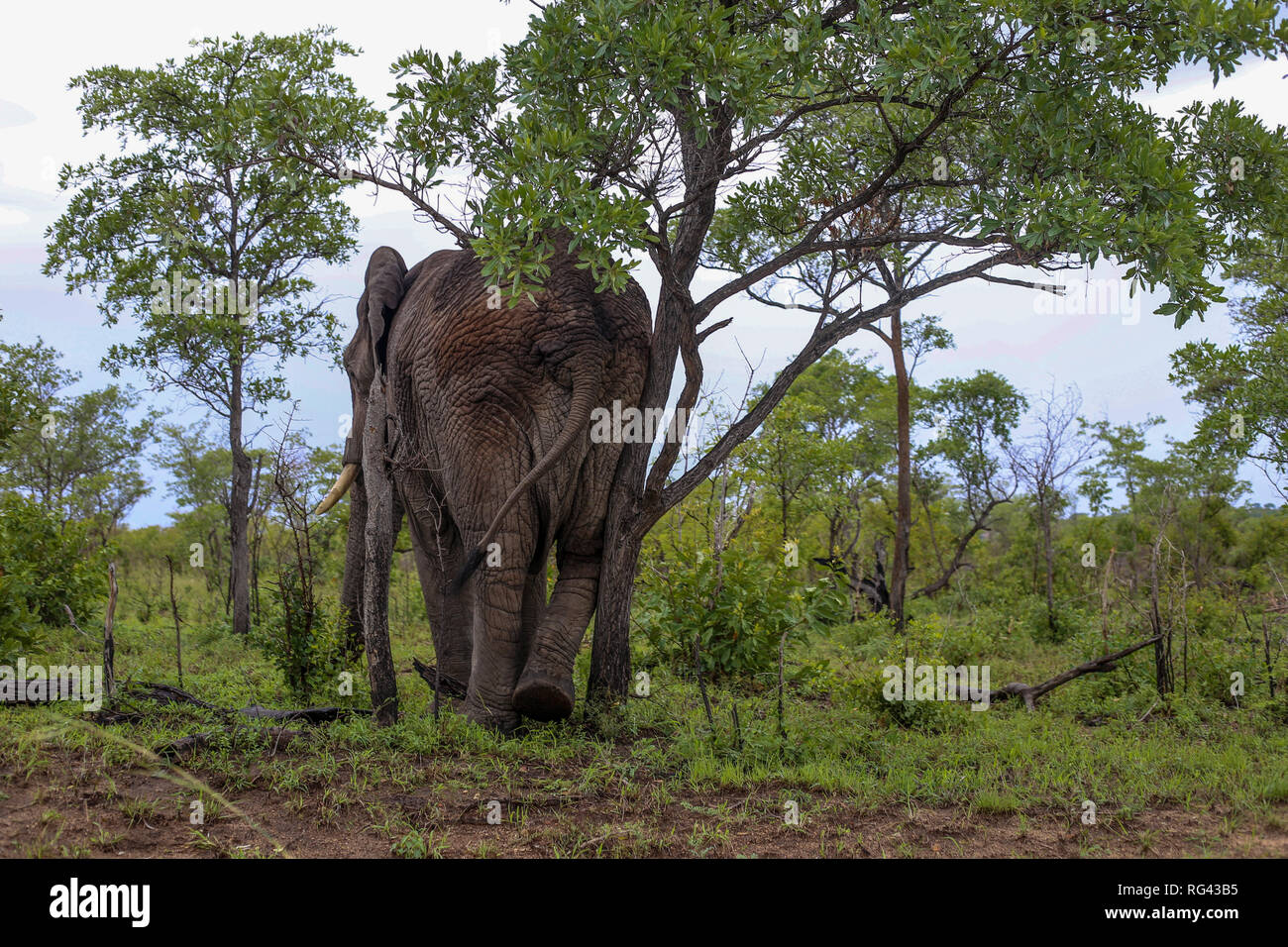 Un elefante en el Parque Nacional Kruger escarbando su detrás de un árbol. Foto de stock