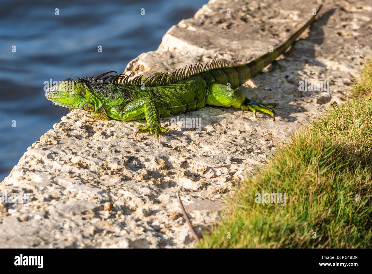 Iguana verde asoleándose en un dique a lo largo de la Intracoastal Waterway en Palm Beach, Florida. (Ee.Uu.) Foto de stock
