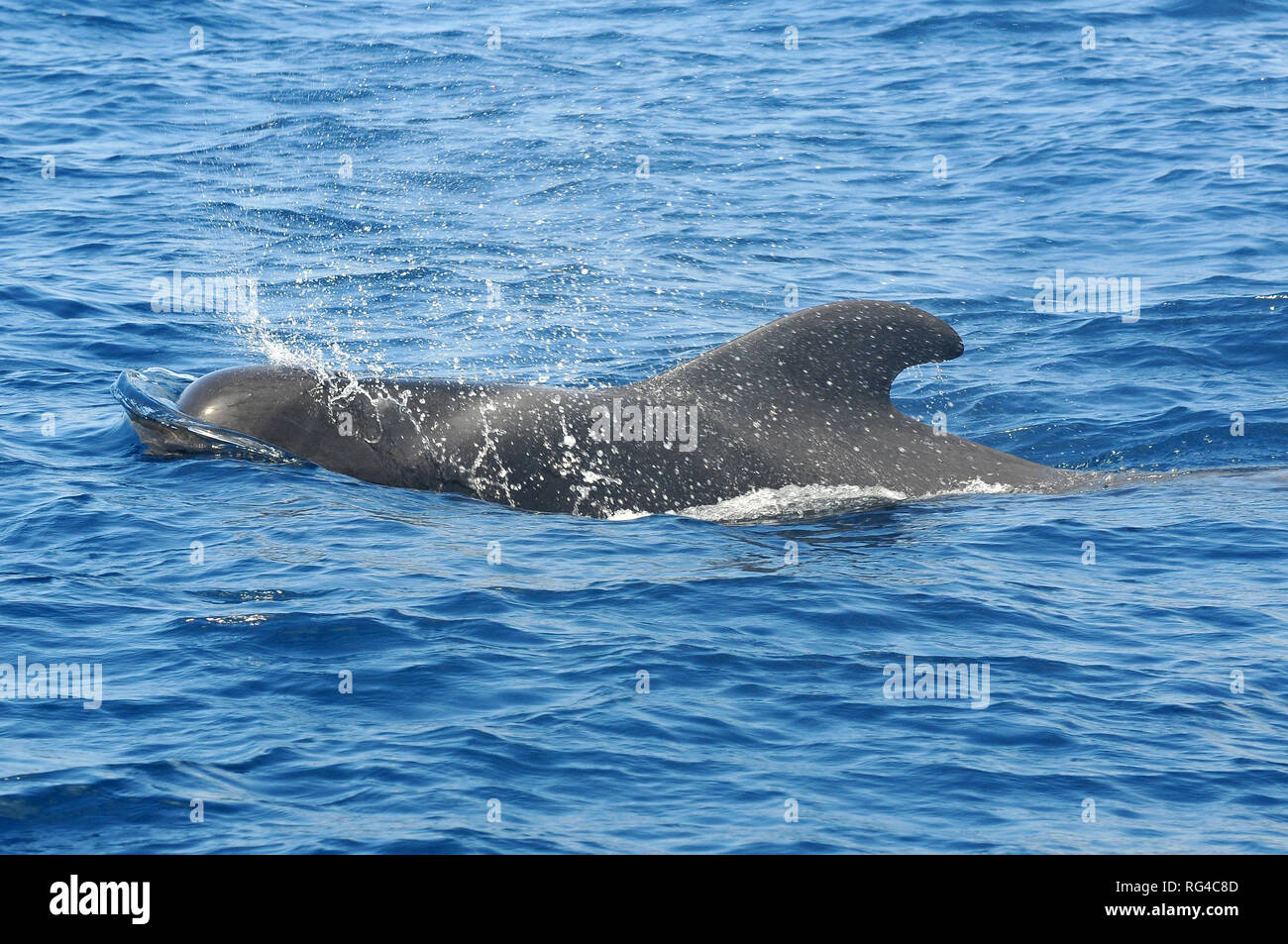 La ballena piloto de aleta corta, Indische Grindwal Kurzflossen-Grindwal oder, rövidszárnyú gömbölyűfejű-delfin, Globicephala macrorhynchus Foto de stock