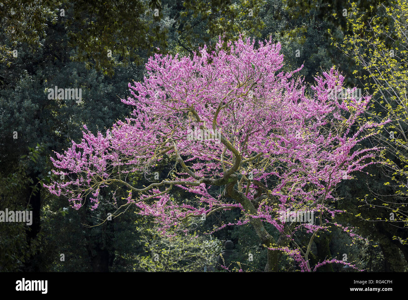 Violeta Jacaranda árbol en flor, Roma, Italia, Europa Foto de stock