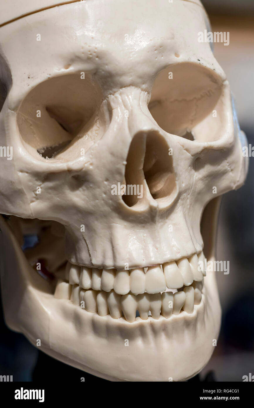 Cráneo de plástico, Roma, Italia, Europa Foto de stock