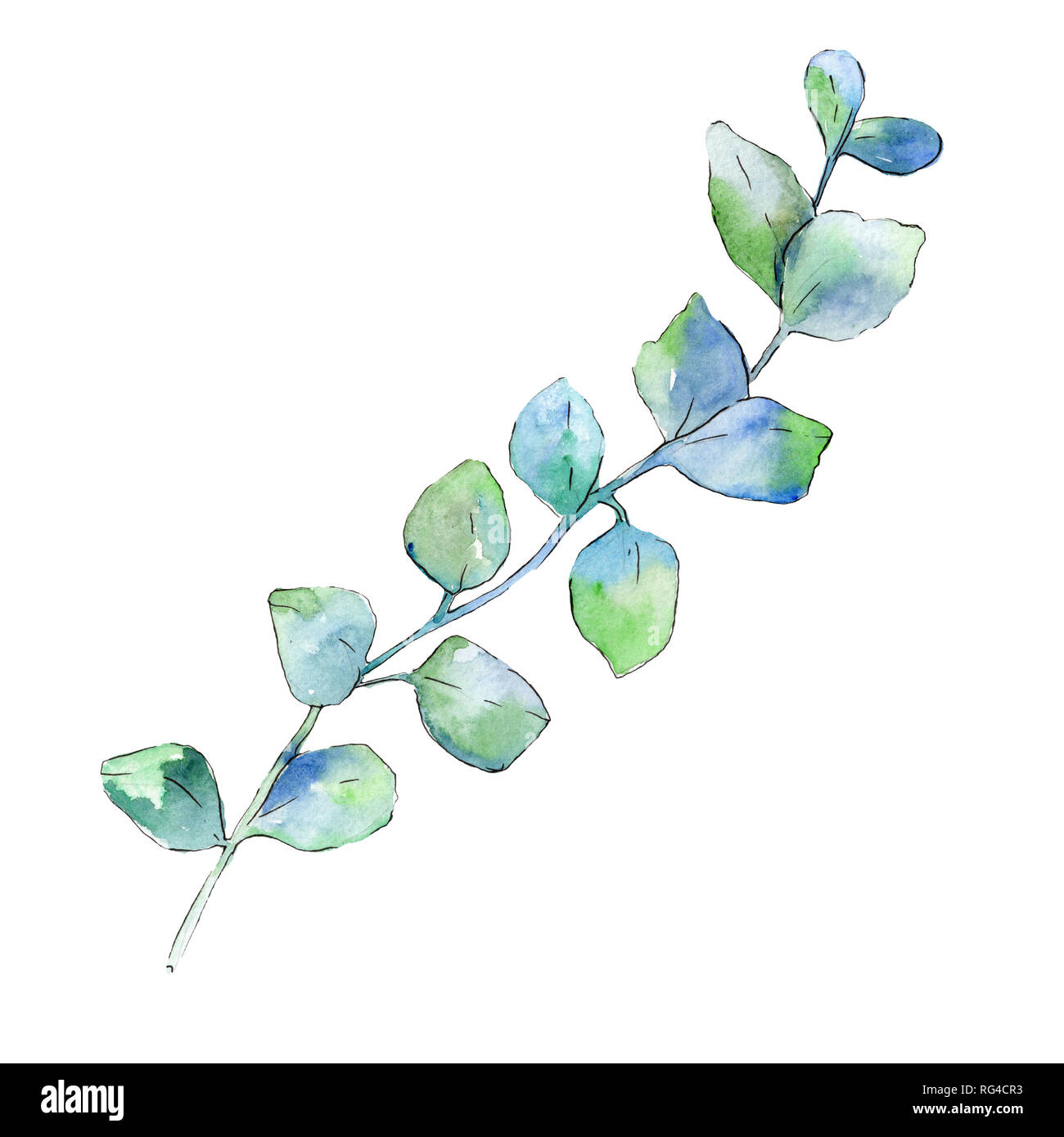 Rama con hojas verdes. Ilustración de fondo de acuarela. Rama aislado  elemento de ilustración Fotografía de stock - Alamy