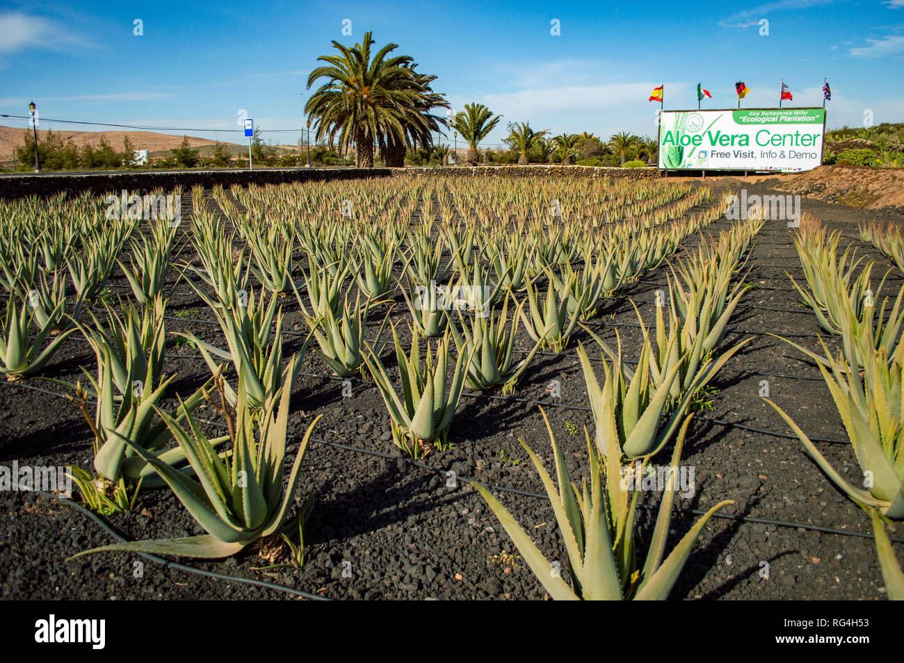 La Finca Canarias Aloe Vera Garden Centre en Fuerteventura, Islas Canarias  Fotografía de stock - Alamy