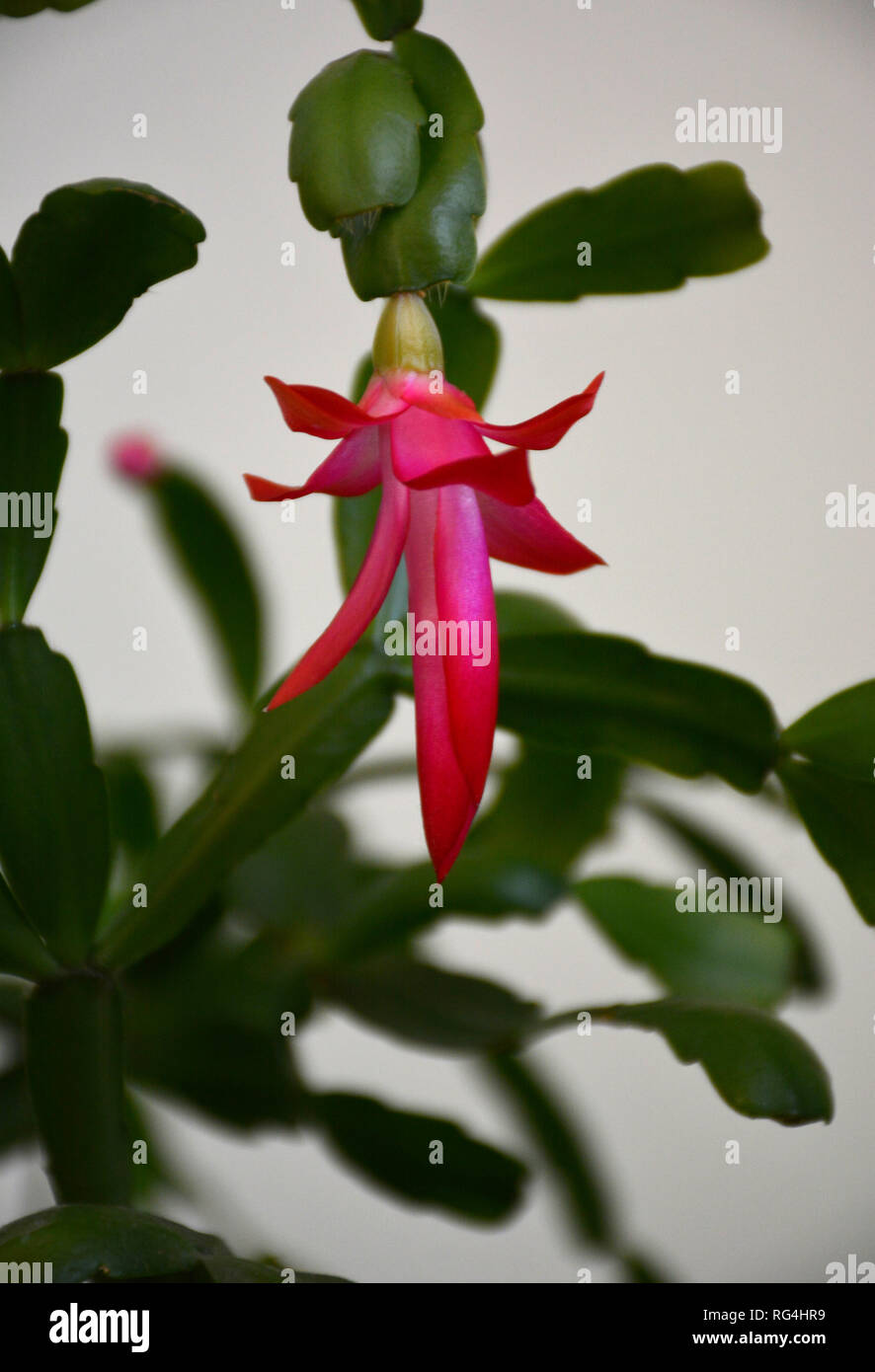 Flor de cactus morado fotografías e imágenes de alta resolución - Página 2  - Alamy