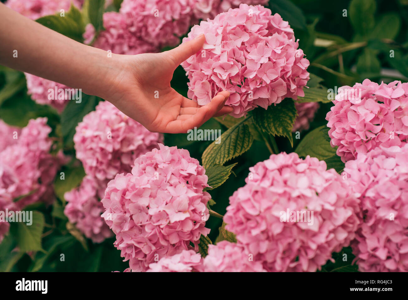 Mujer Cuidado de flores en el jardín. jardinero con flores. hortensia. La  primavera y el verano. Cuidados de flores y riego. suelos y fertilizantes.  Greenhouse Fotografía de stock - Alamy