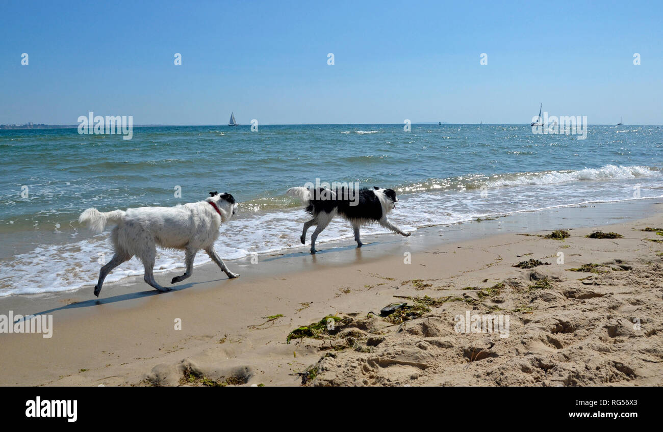 Los perros corriendo por la playa de Shell, Swanage, en la Isla de Purbeck, Dorset, Inglaterra, Reino Unido. Foto de stock