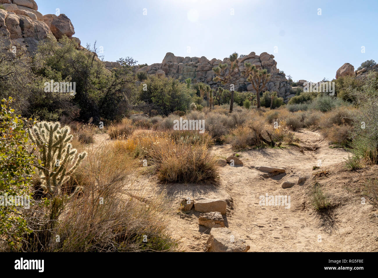 El Parque Nacional Joshua Tree National Park en el sur este de California durante el mes de noviembre Foto de stock