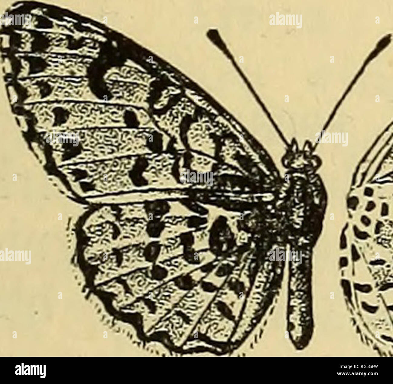 Las alas de los lepidópteros, primera parte: la forma