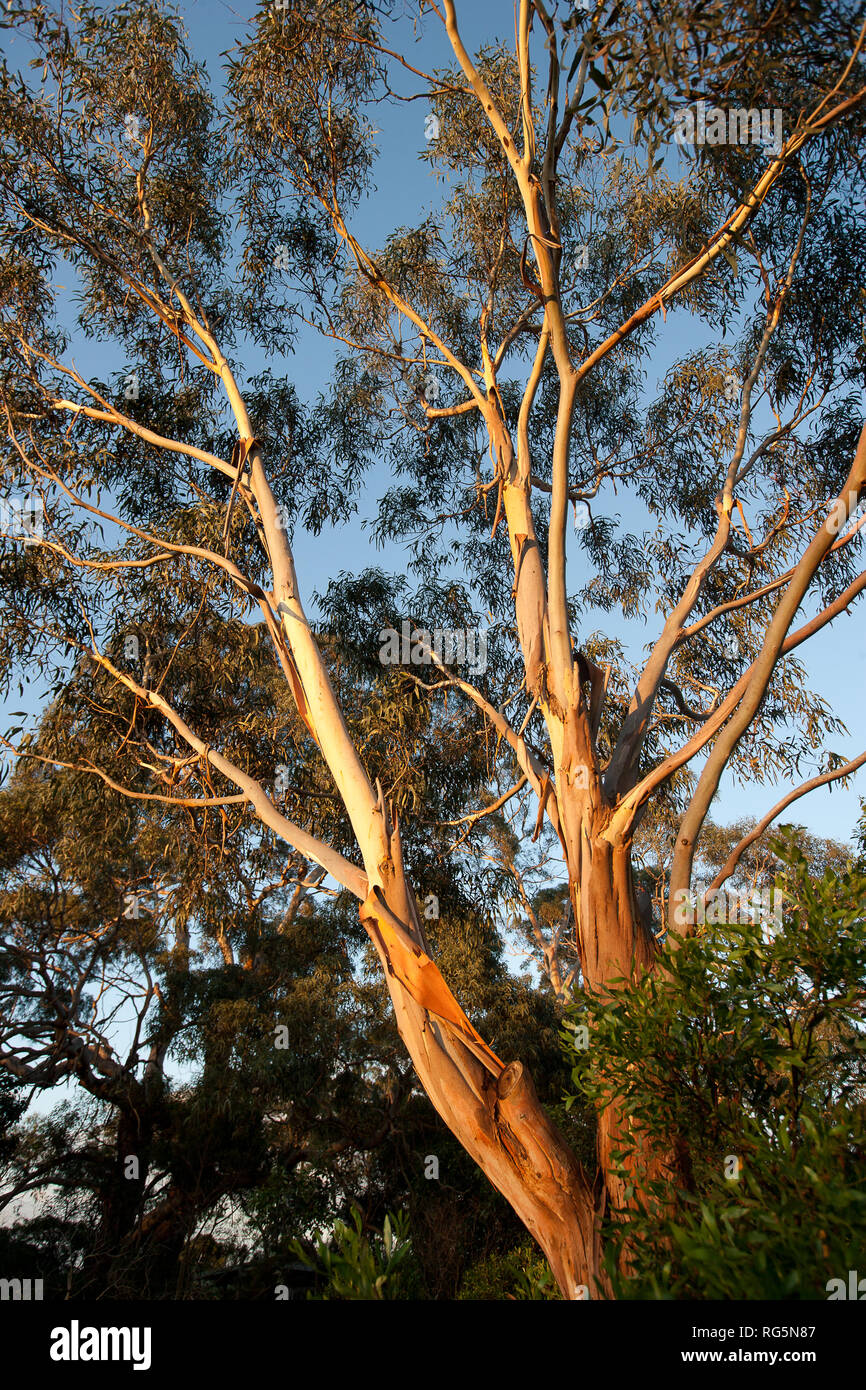 Red River Gum - árbol de eucalipto (Eucalyptus camaldulensis) Foto de stock