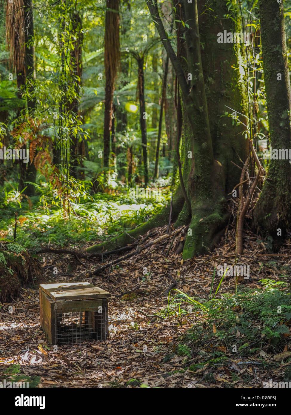 Control depredador trampa, sobre el piso del bosque, Whirinaki Forest Park, Te Urewera, Nueva Zelanda Foto de stock