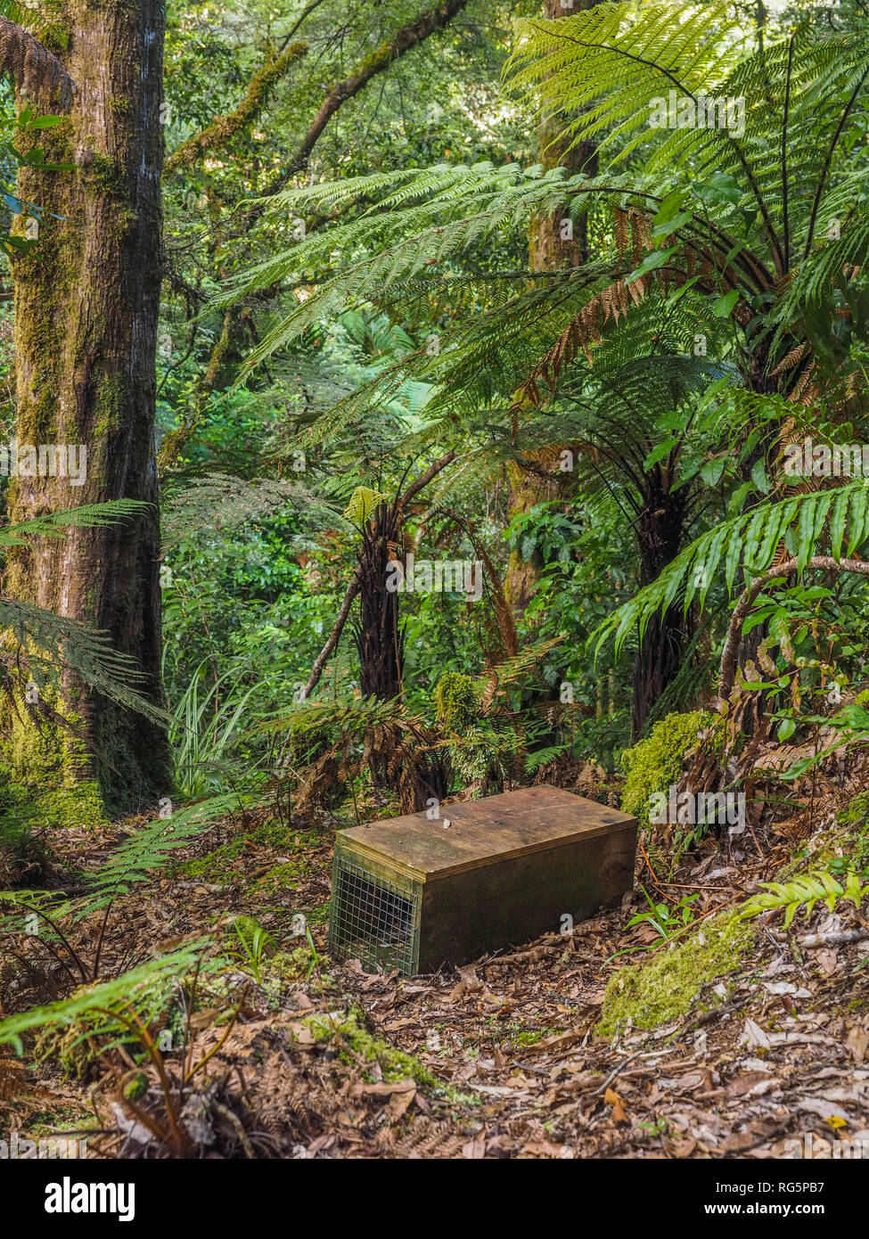 Control depredador trampa para matar, comadrejas y ratas, en el piso del bosque, Whirinaki Forest Park, Te Urewera, Nueva Zelanda Foto de stock