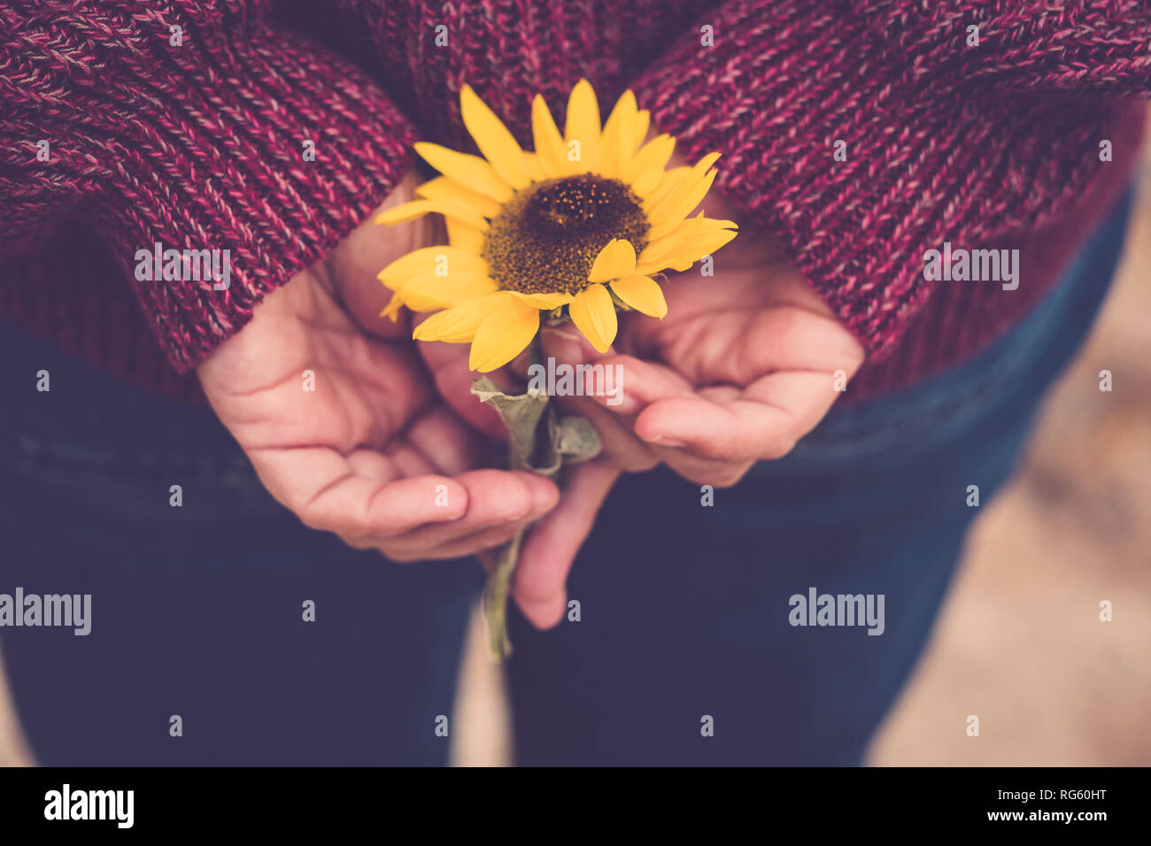 Hermoso sol flor amarilla en el bolsillo de atrás del viejo casual skinny jeans - colores y libertad hippy amor concepto con los humanos y la naturaleza Foto de stock