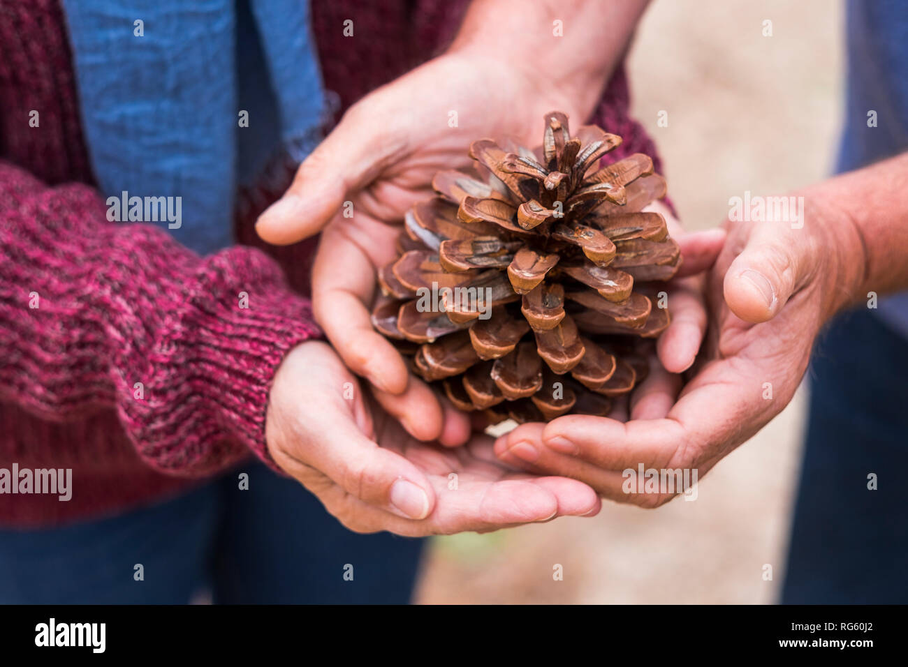 Par de manos del Cáucaso tomar y proteger un cono de pino juntos - suavemente y amablemente con la naturaleza humana para construir un mundo nuevo Foto de stock