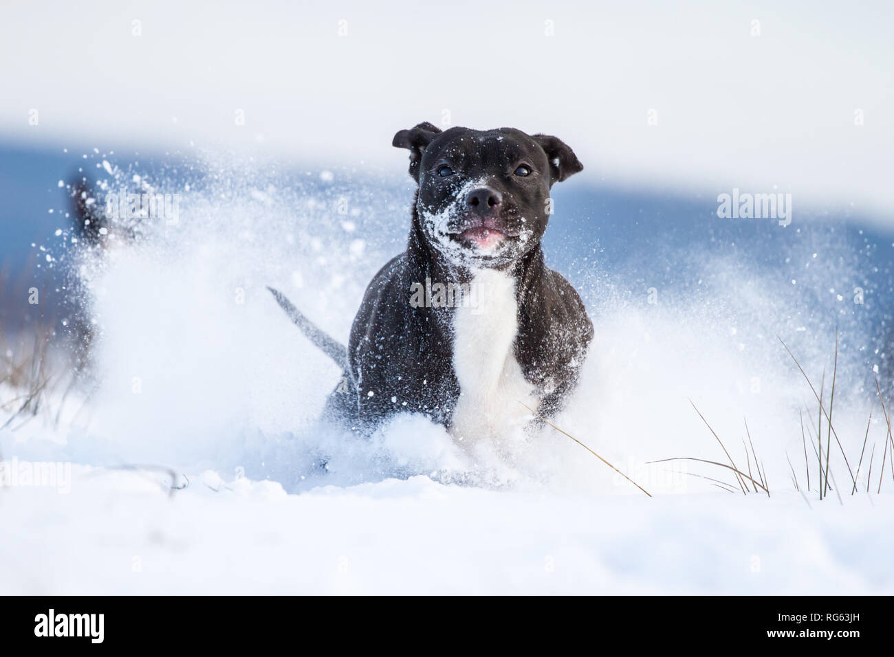 Pitbull Negro Fotos E Imagenes De Stock Pagina 2 Alamy
