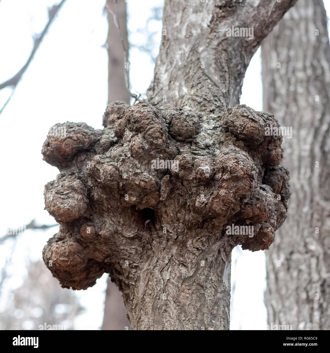 Un gnarl o nudo en la madera parece nódulo. Fenómeno parasitarias y  enfermedades de los troncos y raíces de los árboles en el bosque Fotografía  de stock - Alamy