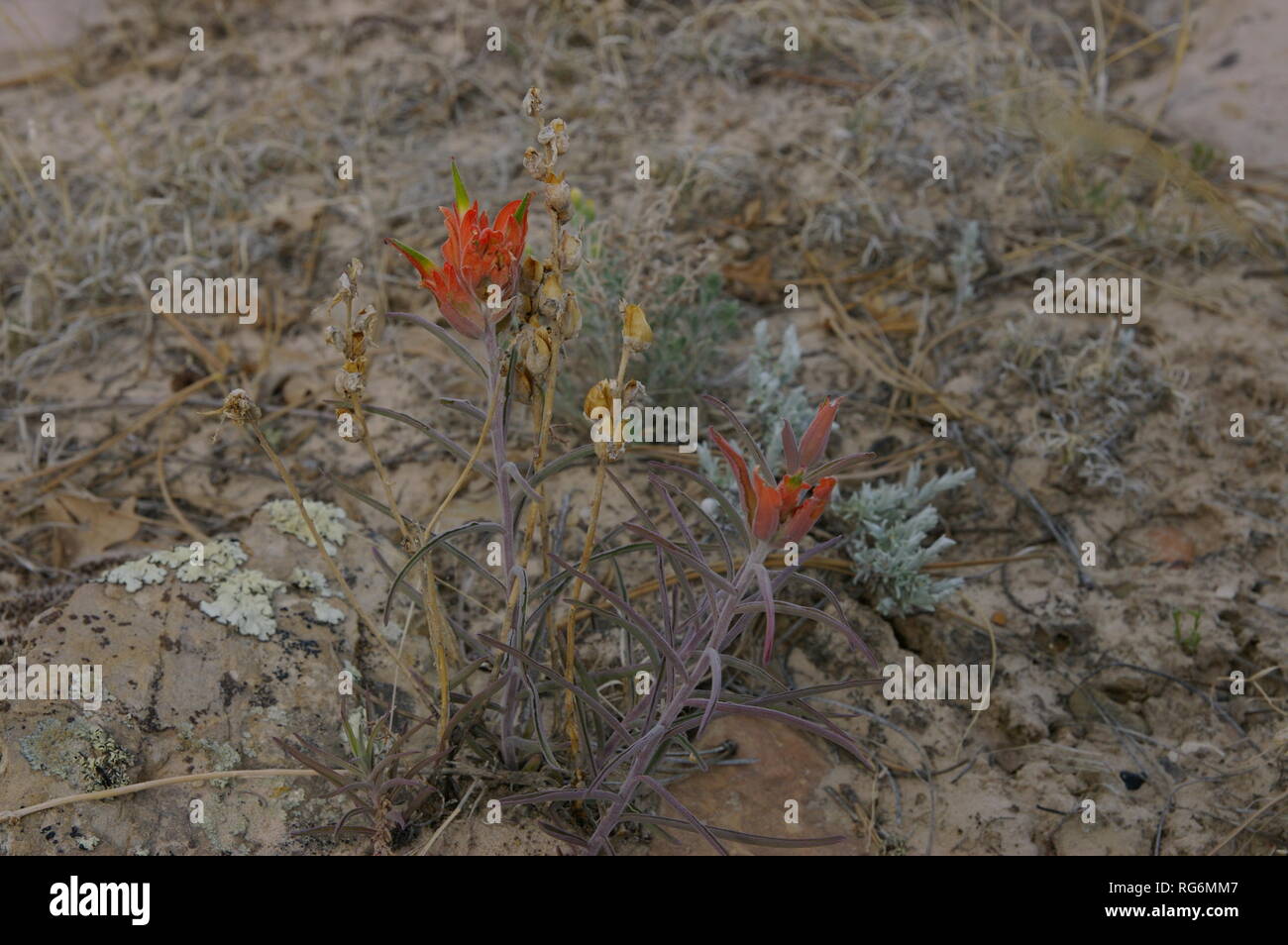 Indian Paintbrush (Castilleja) especies de flores in situ Foto de stock