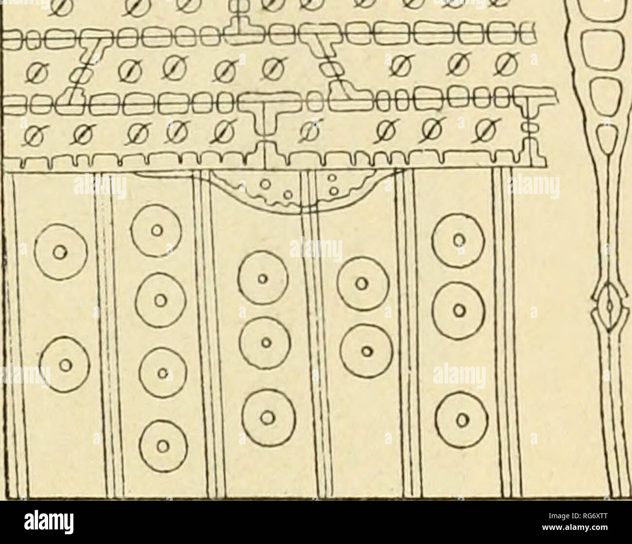. Bullettino del Laboratorio ed Orto Botanico. Las plantas; Plantas -- Italia Siena. Fig. 12 Abies pectinata DC. (Abete) Un destra en .sezione largo.-tang. ; Una sinistra iu sezione radiale col raggio midollare provvisto en alto e basso di un elemento parenchimatico speciale coniunicante acondicionado le tracheidi per mezzo di areolo unilaterali (150: li. 120 : 1). B. Legno con vasi e spesso anche contras, fibra libriforrai tracheidi ed elementi parenchimatici (fìgf/. i3 e 14). Dicotiledoni.. Por favor tenga en cuenta que estas imágenes son extraídas de la página escaneada imágenes que podrían haber sido mejoradas digitalmente para mejorar la legibilidad. Foto de stock