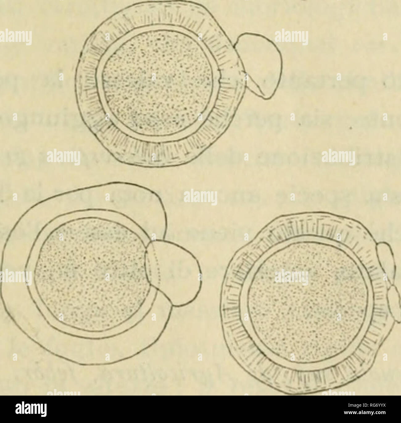 . Bullettino. Botánica -- publicaciones periódicas. L'esemplare, riprodotto nella fig. I, portava la en- dicazione seguente, di mano dello stesso Calandrini : SETARIA VIRIDIS PALIS DE BEAUV. ? YAK. IX FLORIBUS FOLIIS MUTATIS LEG3 IX HORTO BUONVISI LUCAE Calandrini Octobri tale esemplare 1851 che sia stato raccolto un Lucca nel 1854 non è un dubitare, anche per il fatto che Filippo Calandrini nacque appunto en Lucca nel 1818 e morì en Firenze nel [867 dopo es- sere stato di professore Botanica nell'Istituto agrario delle Ca- scine Firenze e Direttore dei parchi e giardini reali di- scana (il Appena lo sgua Foto de stock