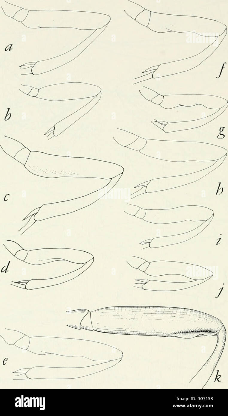 . Boletín - Museo Nacional de los Estados Unidos. La ciencia. 60S U. S. National Museum Boletín 216. Figura 312.-Izquierda patas delanteras, especie de Scambus, c?: a, b, c tenebrosus canadensis, aplopappi dioryctriae d, e, f, g transgressus tecumseh hispae nucum, h, i, j, k decorus nigrifrons, hirticauda. Por favor tenga en cuenta que estas imágenes son extraídas de la página escaneada imágenes que podrían haber sido mejoradas digitalmente para mejorar la legibilidad, la coloración y el aspecto de estas ilustraciones pueden no parecerse perfectamente a la obra original. Museo Nacional de los Estados Unidos; la Institución Smithsonian; Estados Unidos. Dpto. de la Interi Foto de stock