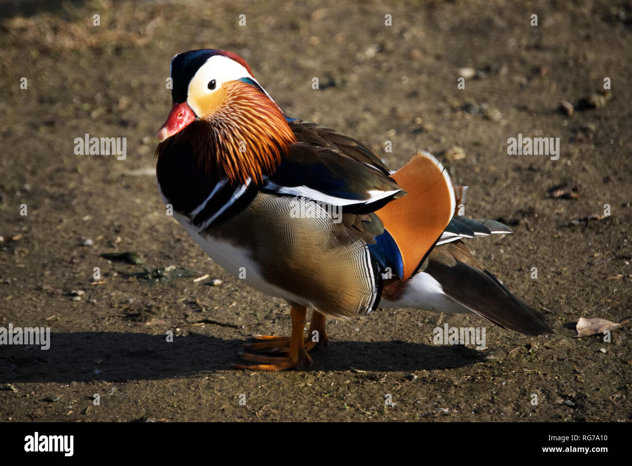 Macho colorido Pato mandarín, aix galericulata, mandarina anatra macho colorido Pato mandarín, aix galericulata, anatra mandarina Foto de stock