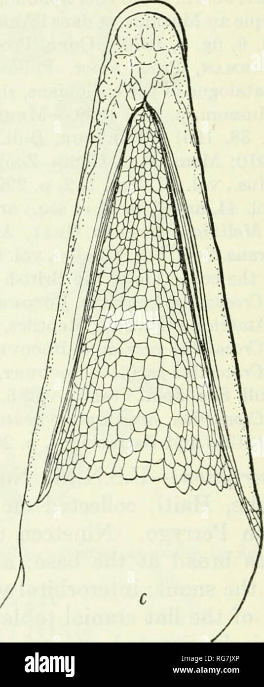 Boletín - Museo Nacional de los Estados Unidos. La ciencia. Figura  MQ.-Crocodyhis acutus: una, la parte superior de la cabeza; h, lado de la  cabeza; c, el mentón. U.S.N.M. Nº 80893,