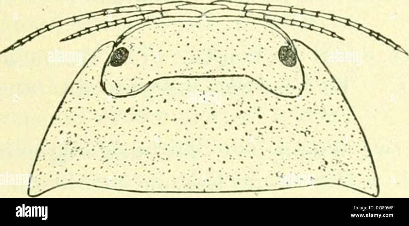 . Boletín - Museo Nacional de los Estados Unidos. La ciencia. TMOPODS ("K AMÉRICA DEL NORTE, 295 por la relativa leiiotli del mopods, el outer hraiieh heino- sólo la mitad de largo- como la iiiiiei-, mientras que en ExoHphrroma (h"jesi ambas ramas son de casi eciiial longitud y por el ditl'erencia en color. 7y7>^^-Cat. Nº IDfidH. T.S.N.M. EXOSPHiEROMA DUGESI (Dollfus). DiK Sphtrroiiia/fsi Doi.i.fis, I'.NLL. Soc. /Ool. Fniiicr, ISi):}, p. 115, figs. 1-2. L(W((Vitij. México (agua dulce); dWgiias-Calientes therniales Kaux, etat (FAguas calientes; México. Por favor tenga en cuenta que estas imágenes se extraen Foto de stock