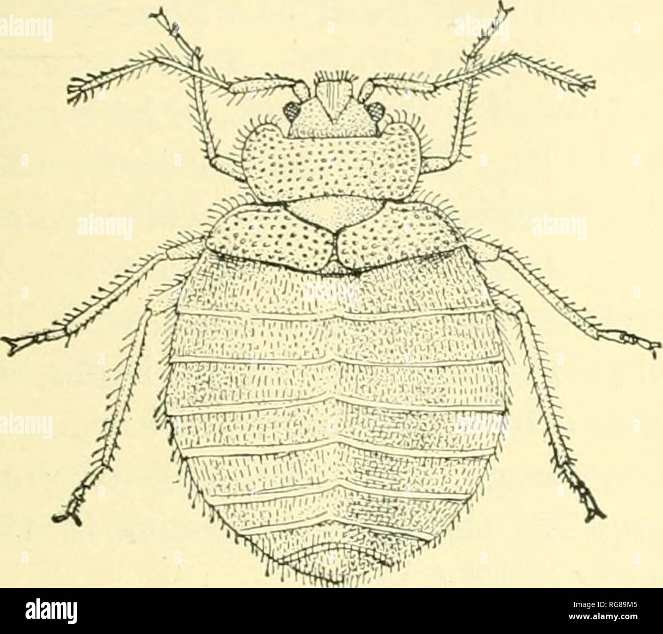 Boletín - Museo Nacional de los Estados Unidos. La ciencia. La recolección  y preservación de insectos de los bancos. 13 y de forma triangular. Muchas  de las especies pueden causar mucho