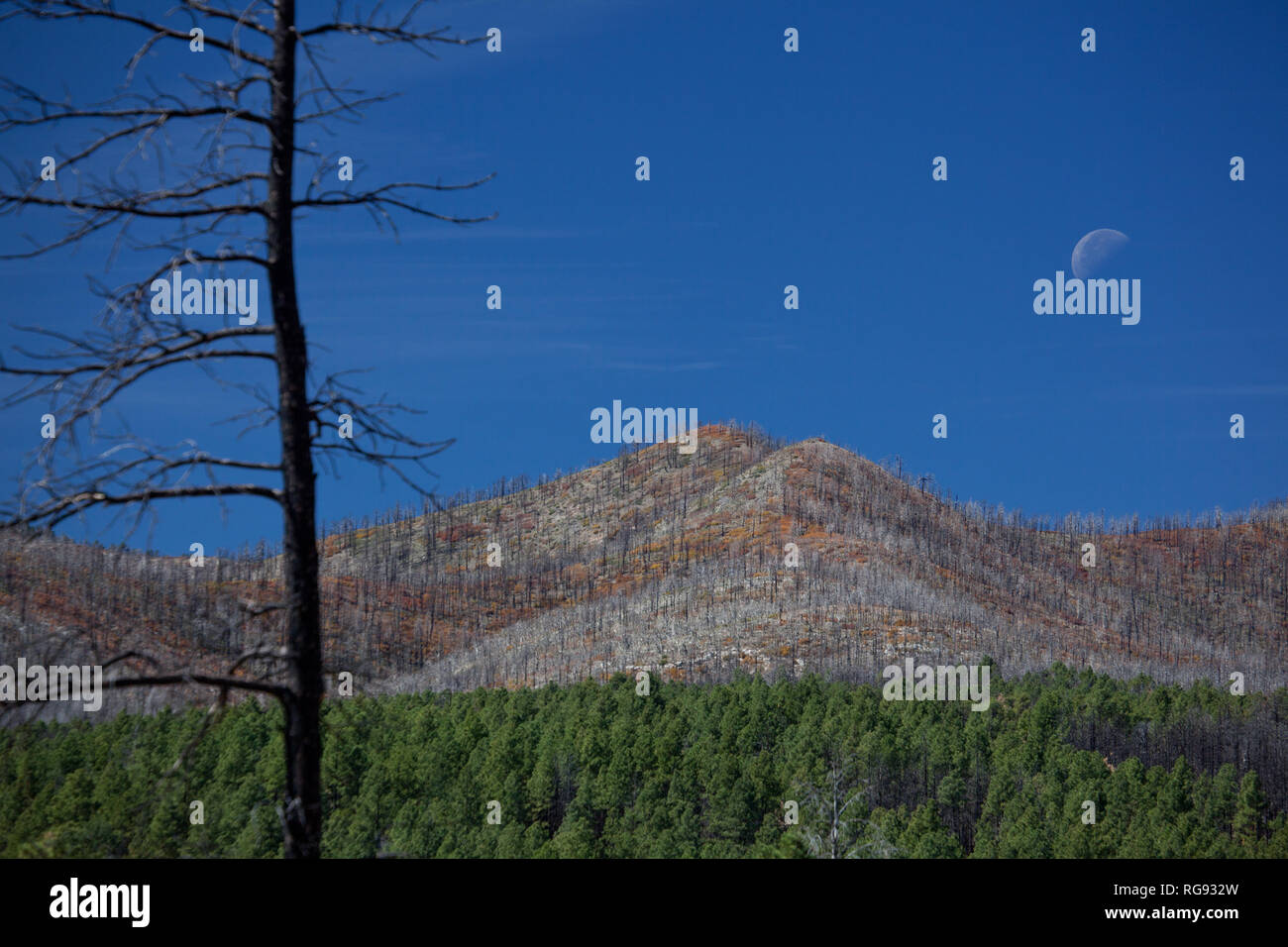 Torreon mexico fotografías e imágenes de alta resolución Alamy