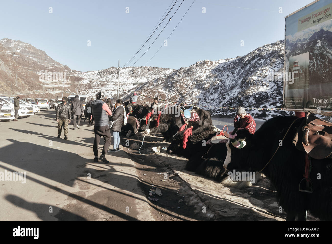 Gangtok, el este de Sikkim, India, 1 de enero, 2019: Yak parado cerca del lago Tsomgo (Changu). Es un lago glacial natural sagrado en la cima de las montañas del Himalaya Foto de stock