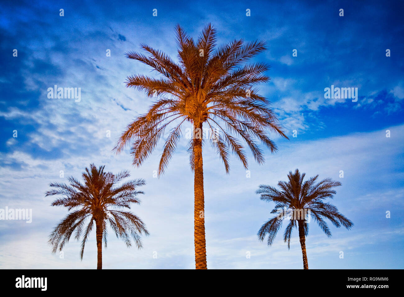 Las palmeras dominan el horizonte en Phoenix, Arizona. Foto de stock