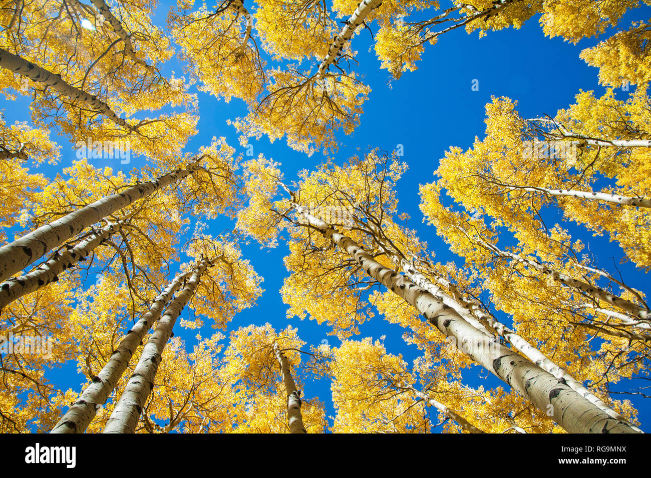 Alamos Llegar Al Cielo Y Mostrar Su Color En El Otono En Cerca De Flagstaff Arizona Fotografia De Stock Alamy