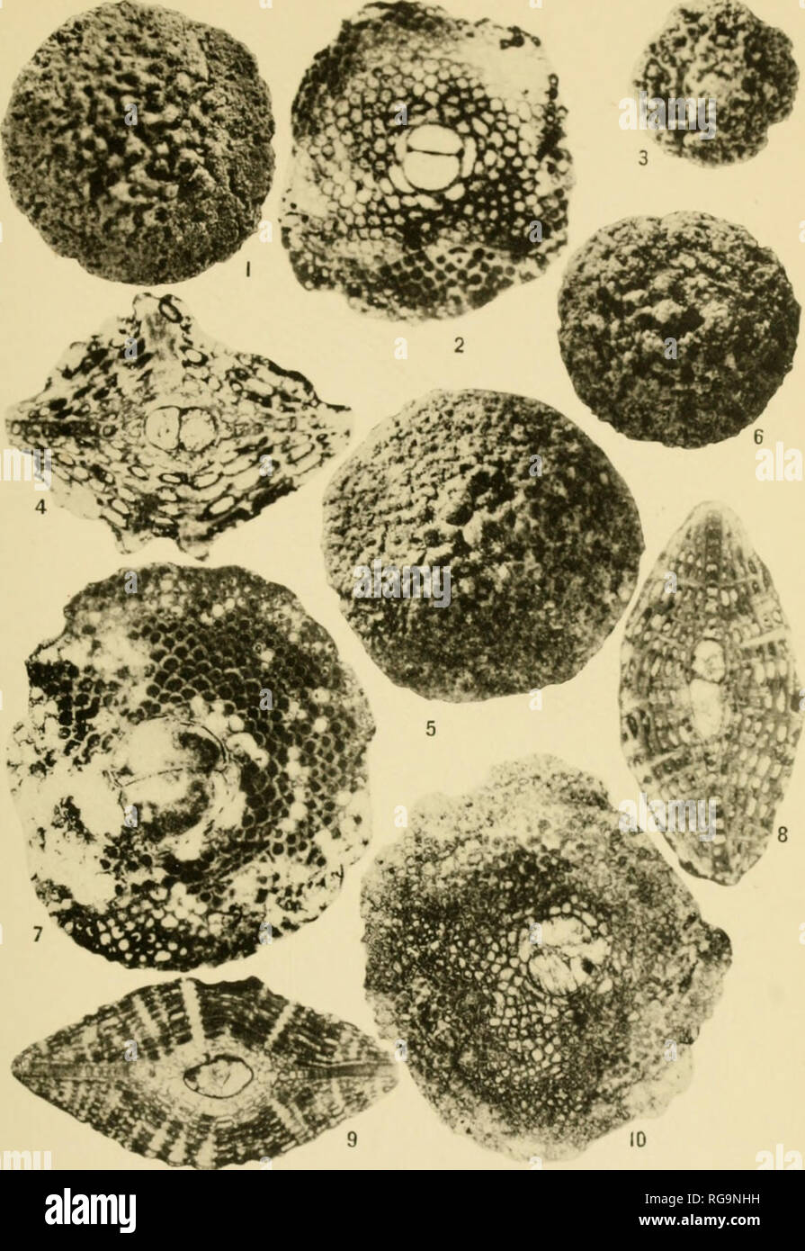 Boletines De La Paleontología Americana Pi 6 Oi 12