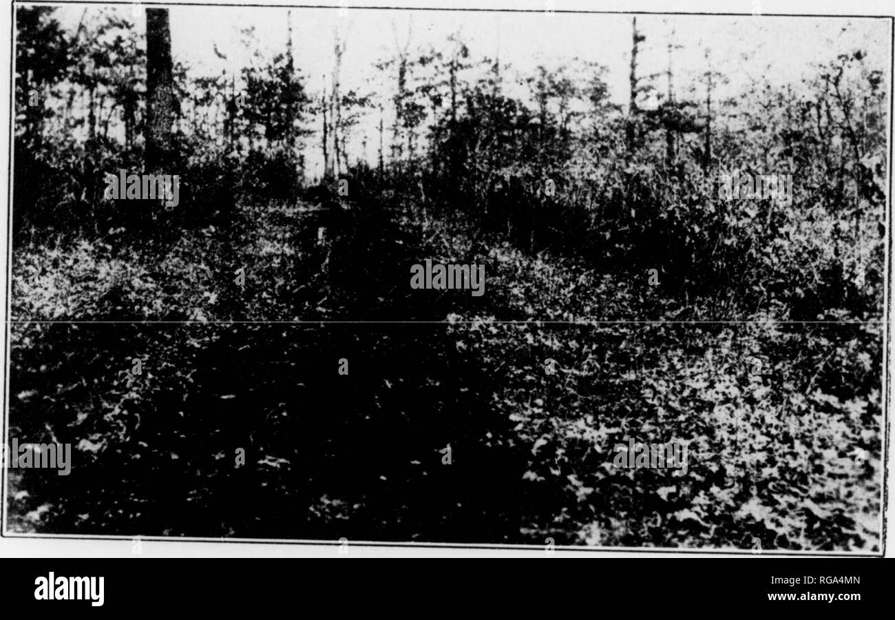 Boletin Departamento De Pennsylvania De Bosques Y Aguas No 40 45 Los Bosques Y La Silvicultura 10 De Ti A J L R T Gt A A A F 4 F J I Dtismm M W Vi A 4f L T I A A A A R J V