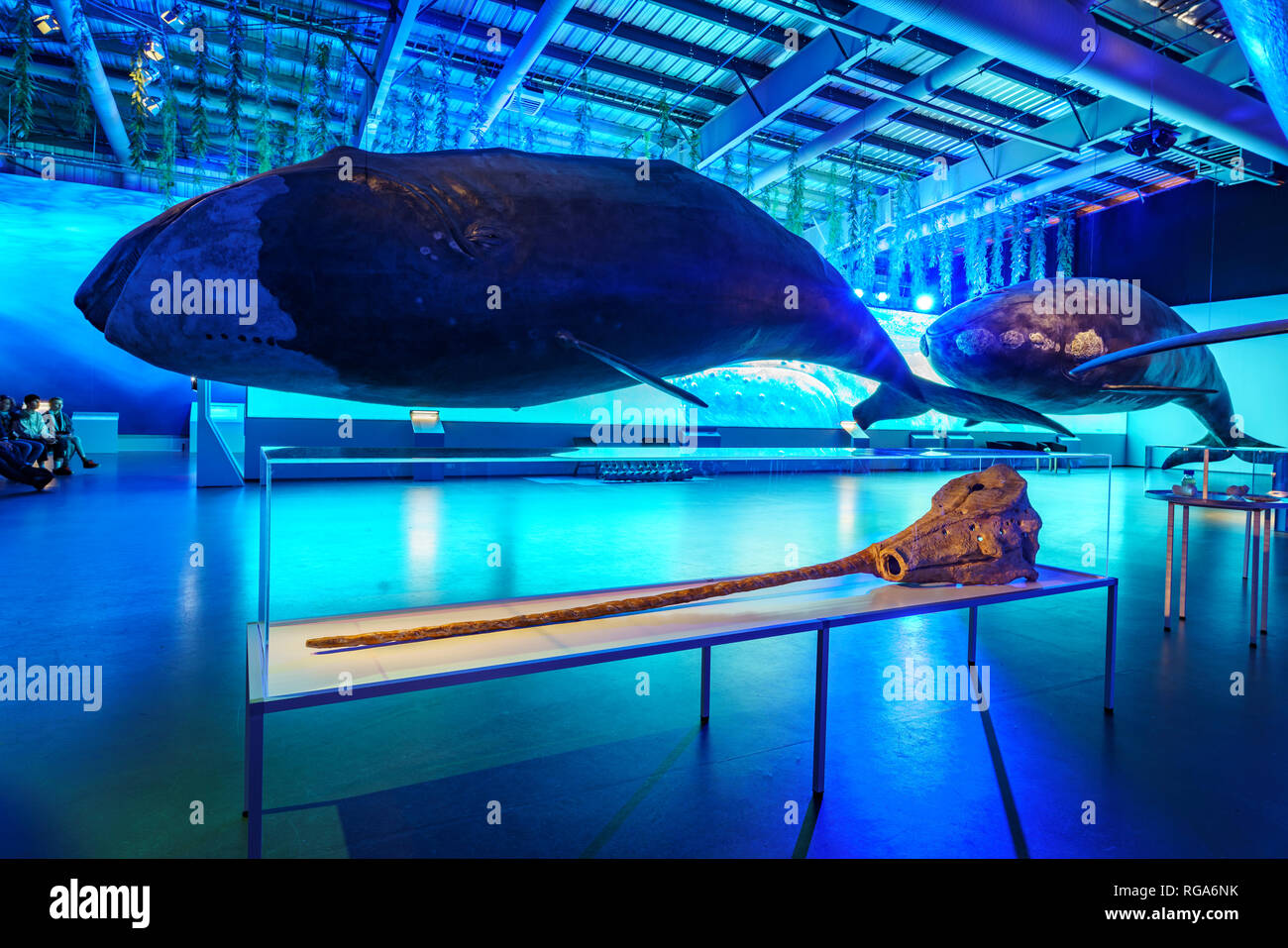 Museo de la ballena, Reykjavik, Iceland Foto de stock