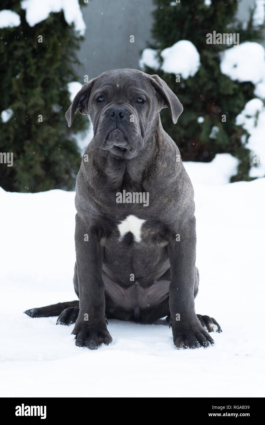 Caña sentado corso vertical exterior gris cachorro de perro de nieve del invierno Foto de stock