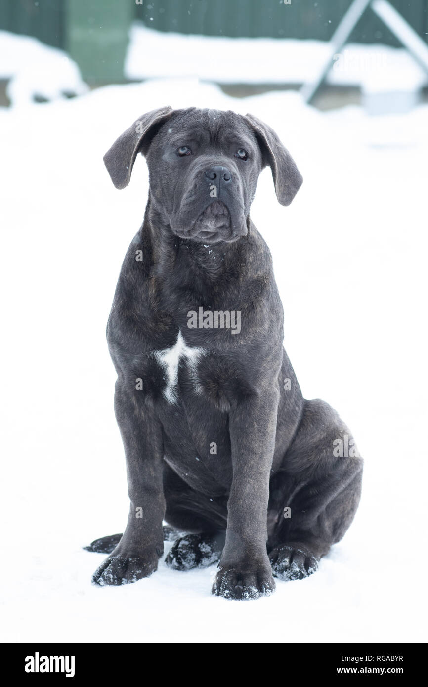 Caña sentado corso vertical exterior gris cachorro de perro de nieve del invierno Foto de stock