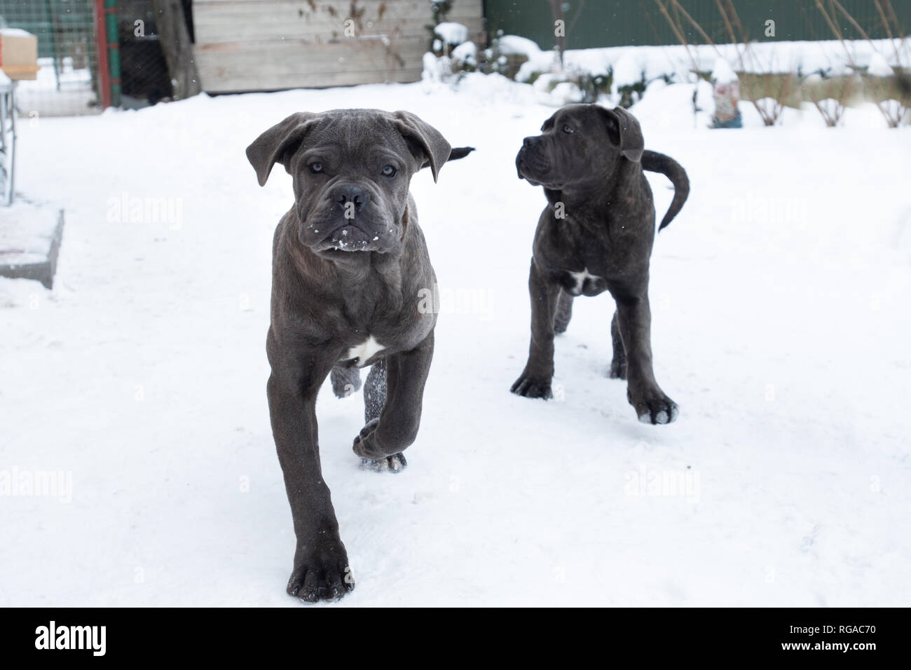 Running Cane Corso Imágenes De Stock Running Cane Corso