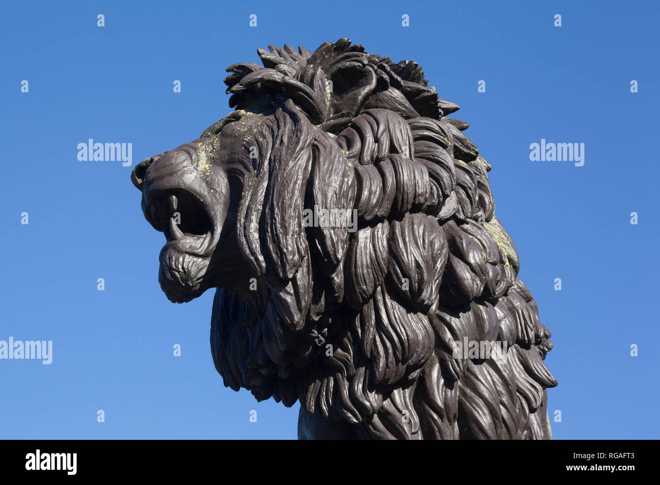 La cabeza de la estatua de bronce del león Forbury Forbury en jardines, Reading, Berkshire. Foto de stock