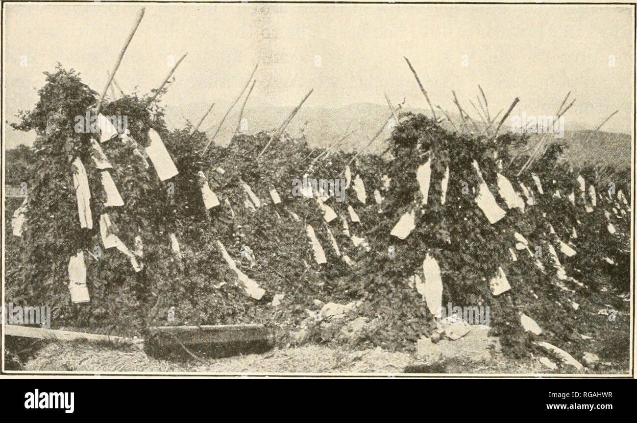 bolsagage weight limit