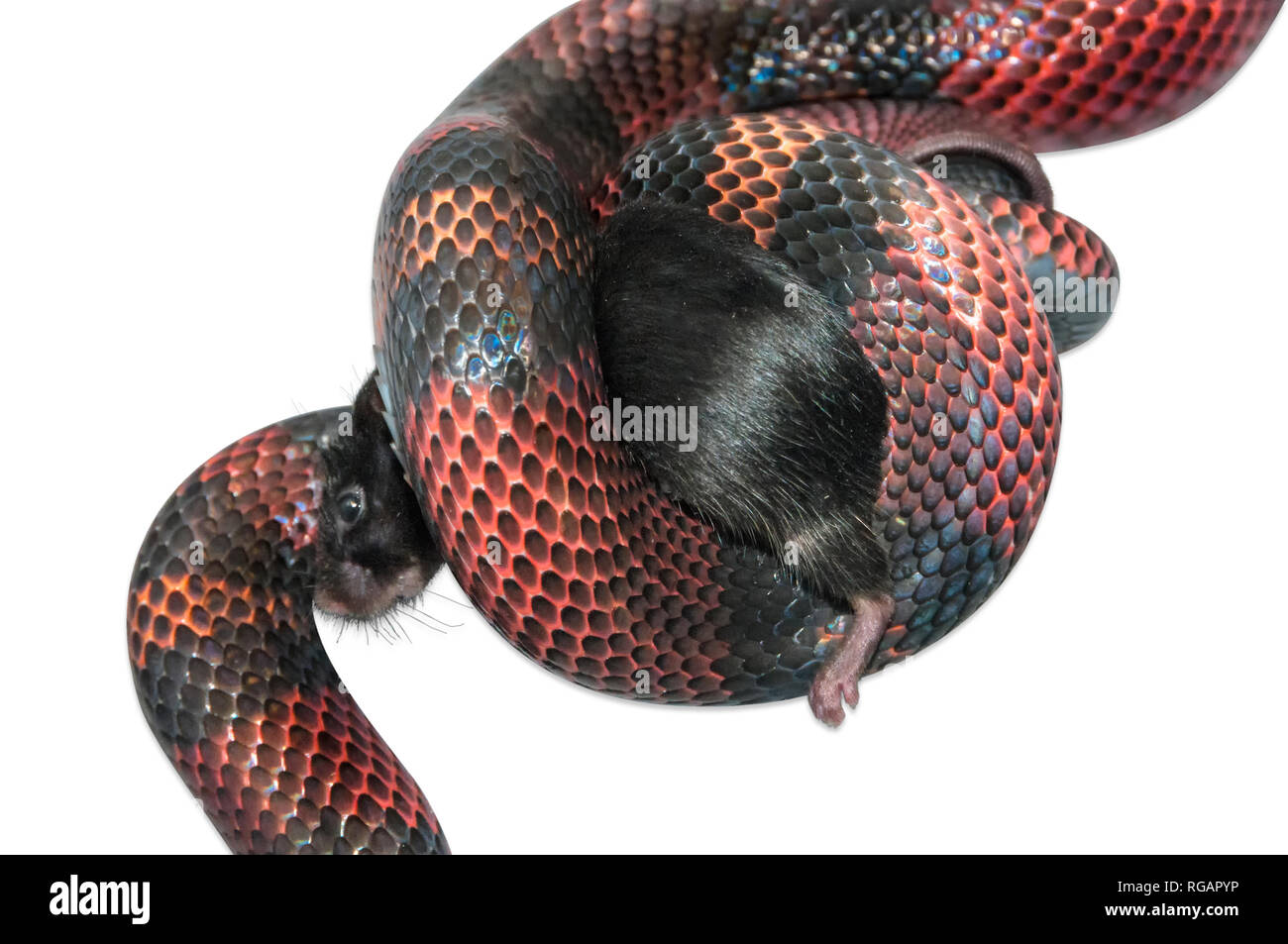 Serpiente matando rata fotografías e imágenes de alta resolución Alamy