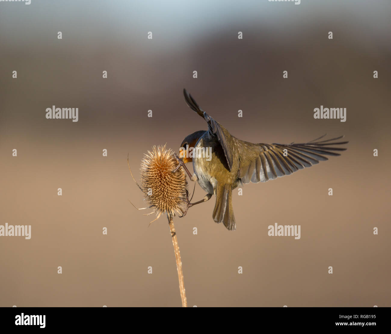 Vista trasera de cerca, salvaje Reino Unido robo pájaro (Erithacus rubecula) aislado al aire libre alimentación en espinoso alas de cucharadita propagación amplia. Robin en detalle desde atrás Foto de stock
