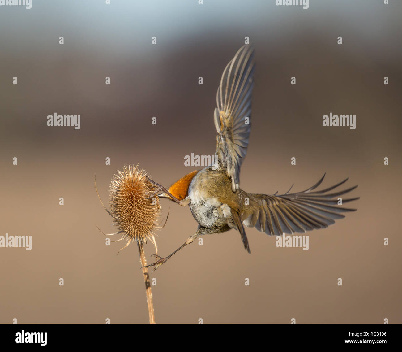 Vista trasera de cerca, salvaje Reino Unido robo pájaro (Erithacus rubecula) aislado al aire libre alimentación en espinoso alas de cucharadita propagación amplia. Robin en detalle desde atrás. Foto de stock