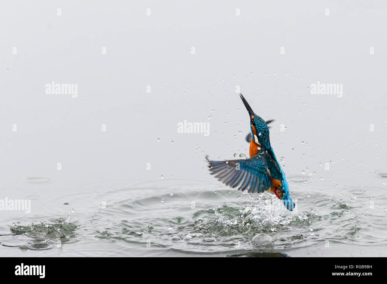 La acción Cerrar Foto de un martín pescador (Alcedo atthis). También conocido como el martín pescador, Eurasia y el río martín pescador. Foto de stock
