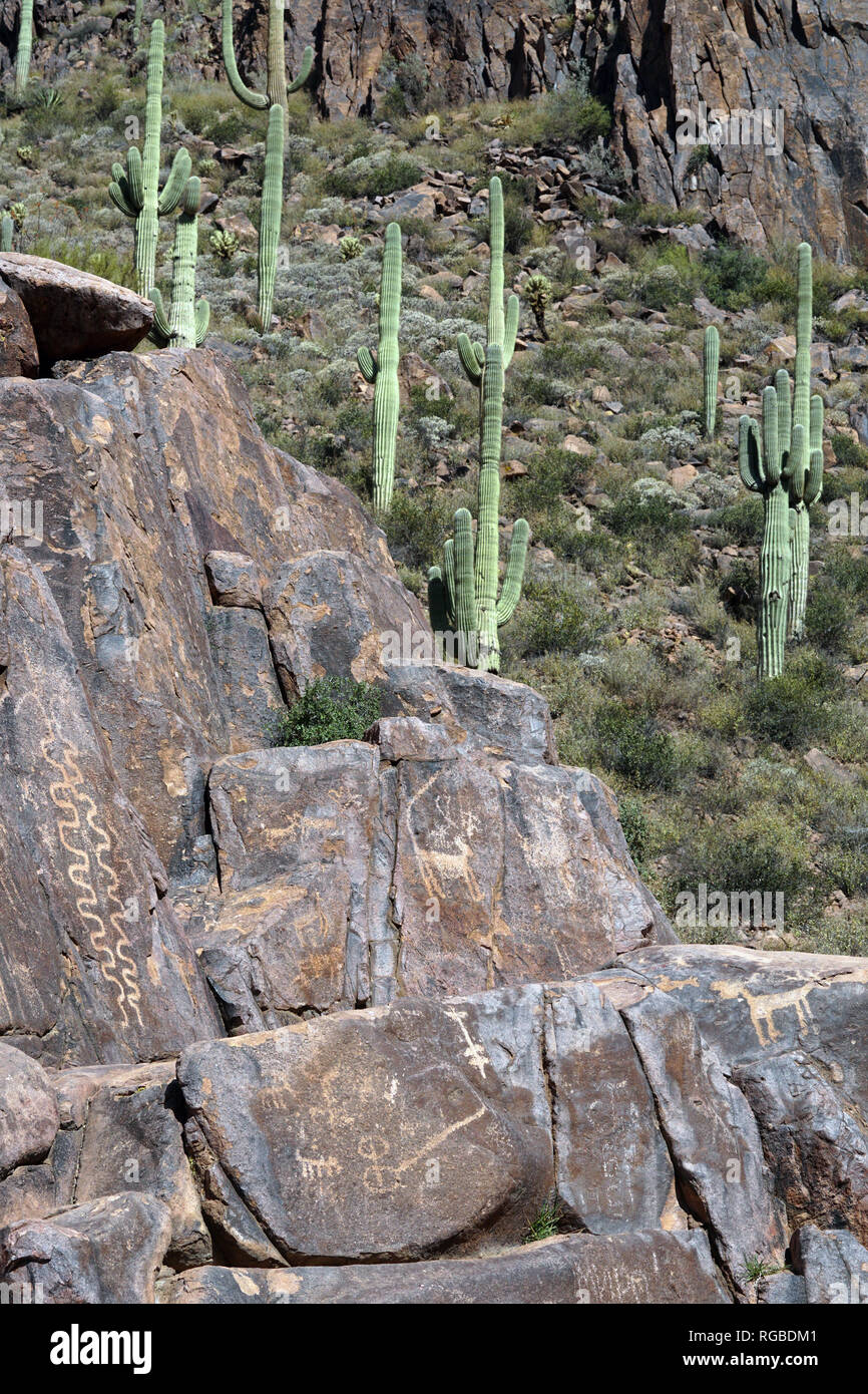 Están en todas partes: a lo largo de los jeroglíficos jeroglífico trail en Phoenix, Arizona. Foto de stock
