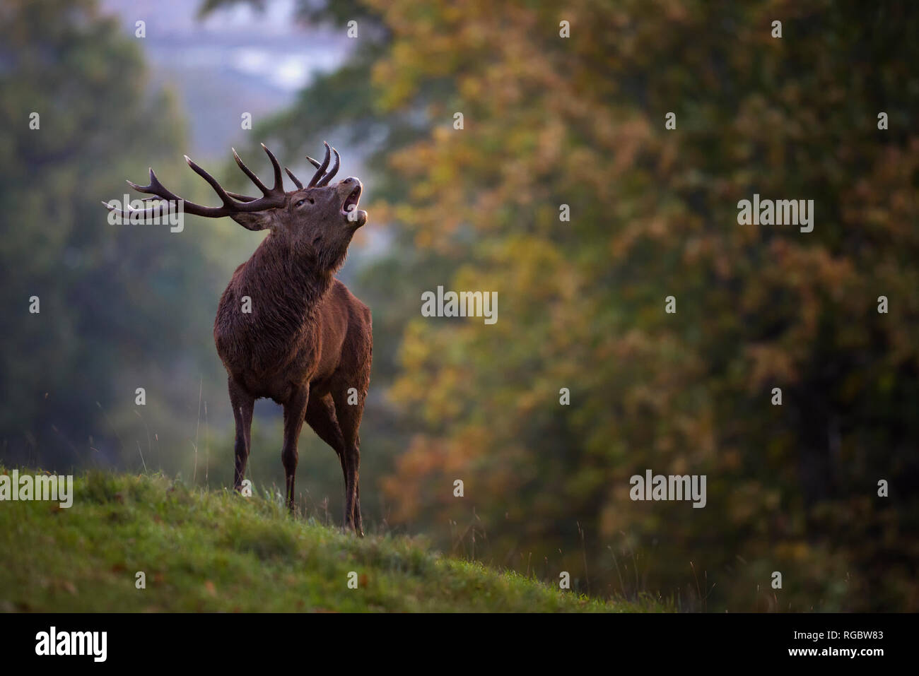 Inglaterra, el celo, el ciervo rojo Cervus elaphus Foto de stock