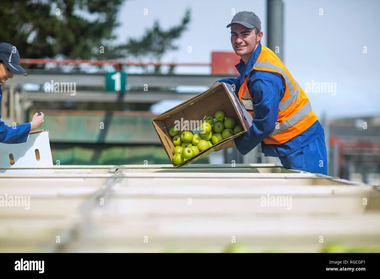 Trabajador en chaleco reflectante manzanas de embalaje Foto de stock