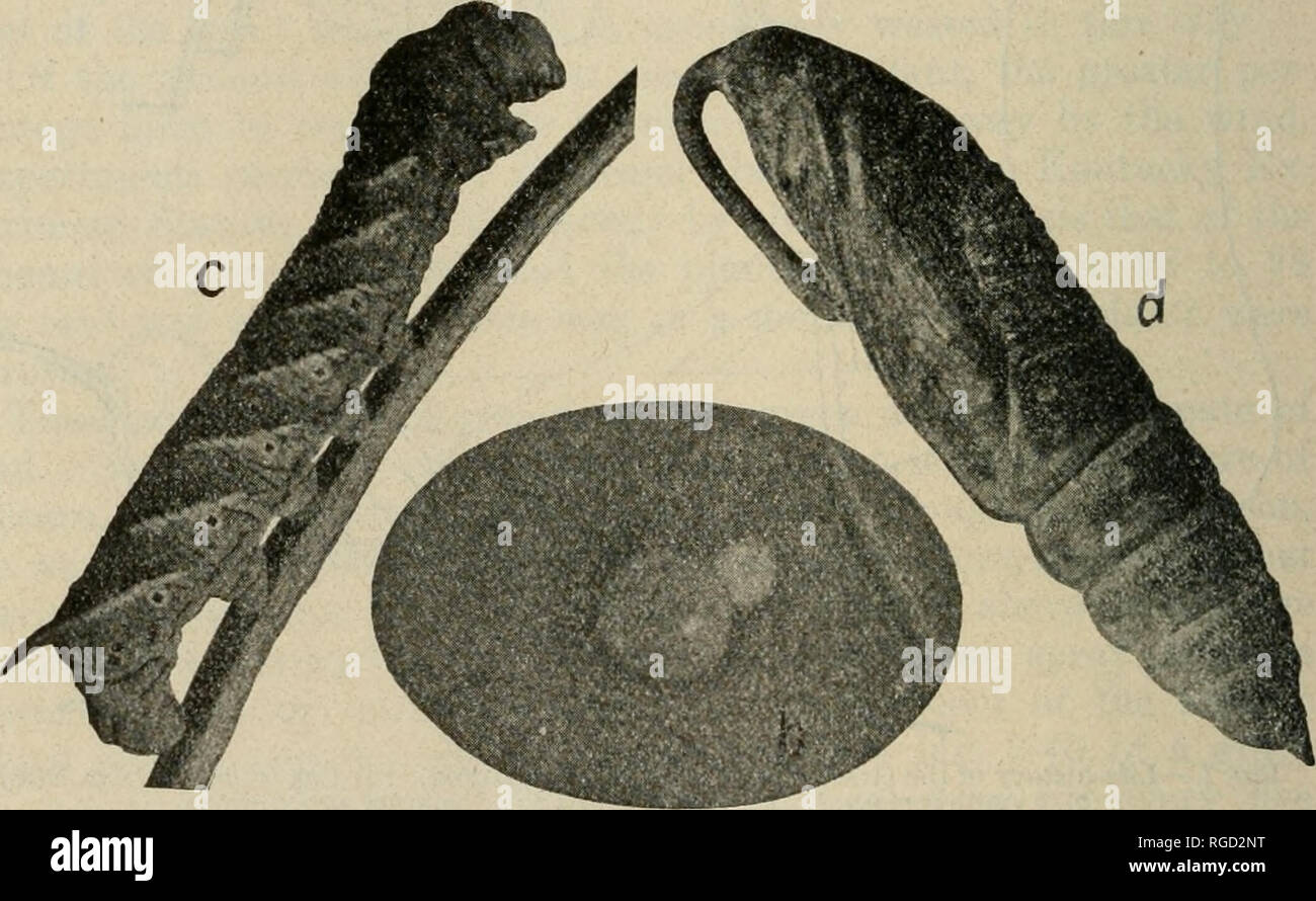 . El Boletín del Departamento de Agricultura de Carolina del Norte. Agricultura - Carolina del Norte. Fig. 8 -la historia de vida del sur de cuerno gusano. (Igual que el frontispicio.) (a) adulto (tamaño natural) ; (6) huevo (ampliada); c) la larva (tamaño natural); (d)pupa (ligeramente ampliada). (A partir de una fotografía del autor.) Grupos de insectos.-Todos los insectos están divididos en grupos según su estructura. La estructura de las partes de la boca es de vital im- portancia en organizar grupos de insectos bajo su adecuada. La estruc- tura de las partes de la boca también es de vital importancia para el agricultor que está intentando controlar el Foto de stock
