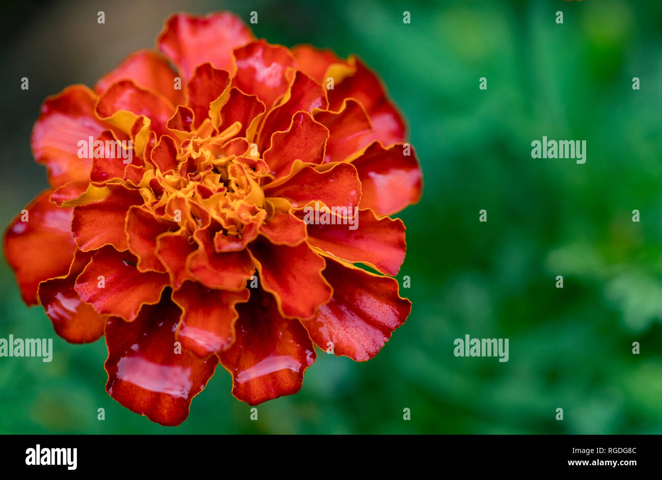 Cerca de disparo macro flor caléndula mostrando pétalos de color naranja. Foto de stock
