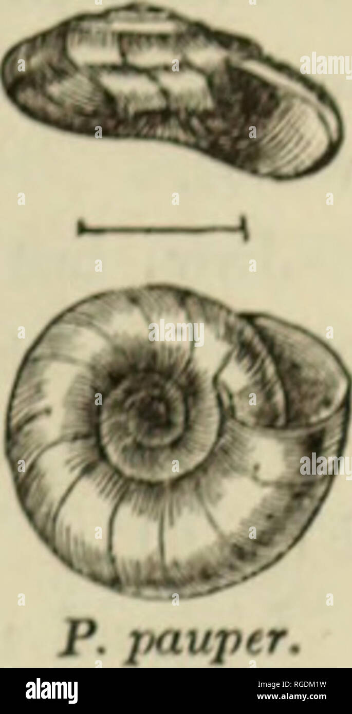 . Boletín del Museo de Zoología Comparativa de Harvard College. Zoología; Zoología. PATULA. 1G7 Fig. 77.. Uyalina mendigo, Gould, Pr. l^ost. Soc. N. II., VI. 423; Otia, 102. Un Asiafi(r spocios, también encontrados en Alaska, si soy ri^iluminado en referriuf; los especímenes llamados ruderata Ounalaska por el Dr. Cooper (Am. Estancia. Condi., V. 202). El espécimen figurado fue recopilada por el Dr. Dall en Petro- paulauski. Patula Horni, Gahb. Shell, globosely umbilicated deprimido, finas, gruesas, de color rojizo-Bocina, bajo la epidermis oblicuamente estríada, hirsutismo; 4 verticilos, apenas convexo, la última en- pj flatcd -g Foto de stock